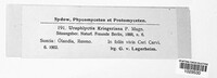 Physoderma kriegeriana image